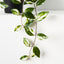 Hoya Hanging Bush in Pot