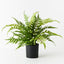 4 x Fern Leather Plant