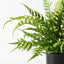 4 x Fern Leather Plant