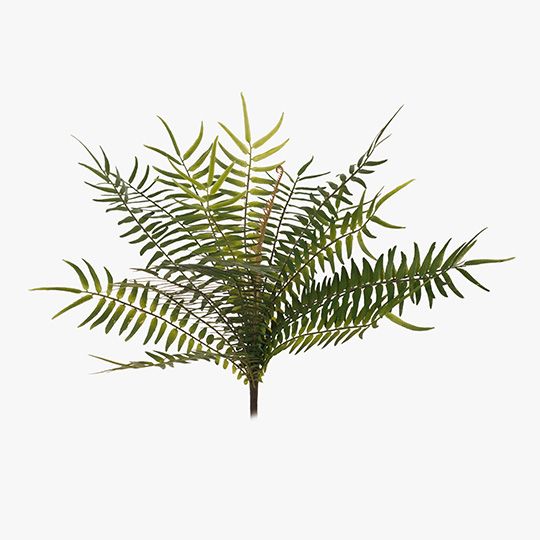 12 x Fern Sword Bush