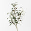 Olive Leaf Spray (Set of 12)