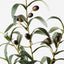 Olive Leaf Spray (Set of 12)