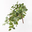 6 x Pilea Hanging Bush