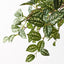 6 x Pilea Hanging Bush