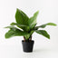 2 x Anthurium Birds Nest Plant