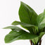2 x Anthurium Birds Nest Plant