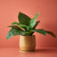 2 x Anthurium Birds Nest Plant