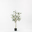 2 x Eucalyptus Seed Tree