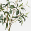 2 x Eucalyptus Seed Tree