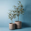 2 x Eucalyptus Seed Tree