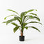 2 x Fern Birds Nest Plant