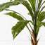 2 x Fern Birds Nest Plant