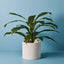 2 x Fern Birds Nest Plant