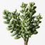 12 x Sedum
