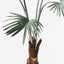 2 x Palm Fan Plant