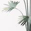 2 x Palm Fan Plant