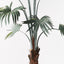 2 x Palm Fan Plant