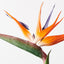 12 x Bird of Paradise