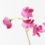 24 x Sweet Pea Spray