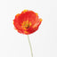 24 x Poppy Iceland