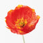 24 x Poppy Iceland