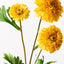 12 x Marigold Spray