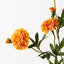 12 x Marigold Spray