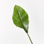 12 x Spathiphyllum Leaf