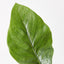 12 x Spathiphyllum Leaf