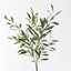 12 x Olive Leaf Bush