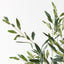12 x Olive Leaf Bush