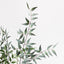 Ruscus Italian Bush