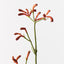 12 x Kangaroo Paw