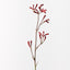 12 x Kangaroo Paw