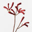 12 x Kangaroo Paw