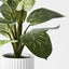 Dieffenbachia Plant in Pot
