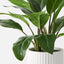 4 x Philodendron Plant in Pot