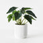 6 x Syngonium Plant in Pot