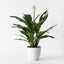 2 x Spathiphyllum Plant in Pot