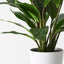 2 x Spathiphyllum Plant in Pot