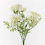 12 x Queen Annes Lace Bush
