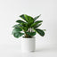 4 x Calathea Plant in Pot