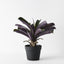 4 x Bromeliad Plant in Pot