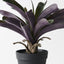 4 x Bromeliad Plant in Pot