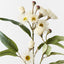 12 x Eucalyptus Flowering Spray