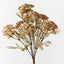 12 x Queen Annes Lace Bush