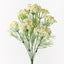 12 x Queen Annes Lace Bush