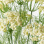 12 x Queen Annes Lace Bush
