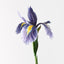12 x Iris Dutch