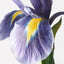 12 x Iris Dutch